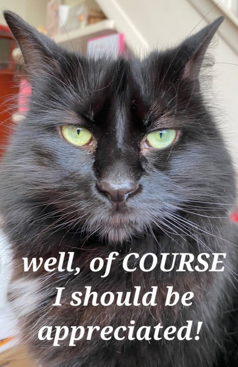 soleil_lu's tweet photo. Apparently, it’s #BlackCatAppreciationDay ….. again!!!!! https://t.co/gGCeRHXzv4