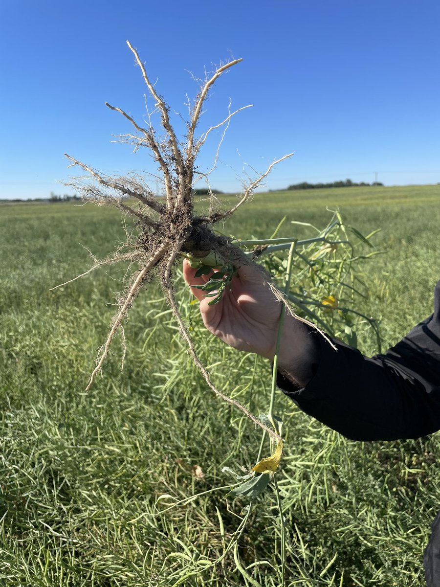 Fawn Ockerman (@fawnockerman) on Twitter photo Are you looking for variety’s of wheat and canola that will prove themselves out it in the field? Look no further Proven variety’s are the ones for you, they have Proven performance! #broadacres#PV681#bootinhole <a href="/NutrienAgCda/">Nutrien Ag Solutions Canada</a> <a href="/ProvenSeed/">Proven Seed</a> <a href="/LindsayGampe/">Lindsay Gampe</a> <a href="/HaeuslerKyle/">Kyle Haeusler</a> <a href="/courtsdallyn/">Courtney Dallyn</a> Are you looking for variety’s of wheat and canola that will prove themselves out it in the field? Look no further Proven variety’s are the ones for you, they have Proven performance! #broadacres#PV681#bootinhole <a href="/NutrienAgCda/">Nutrien Ag Solutions Canada</a> <a href="/ProvenSeed/">Proven Seed</a> <a href="/LindsayGampe/">Lindsay Gampe</a> <a href="/HaeuslerKyle/">Kyle Haeusler</a> <a href="/courtsdallyn/">Courtney Dallyn</a>