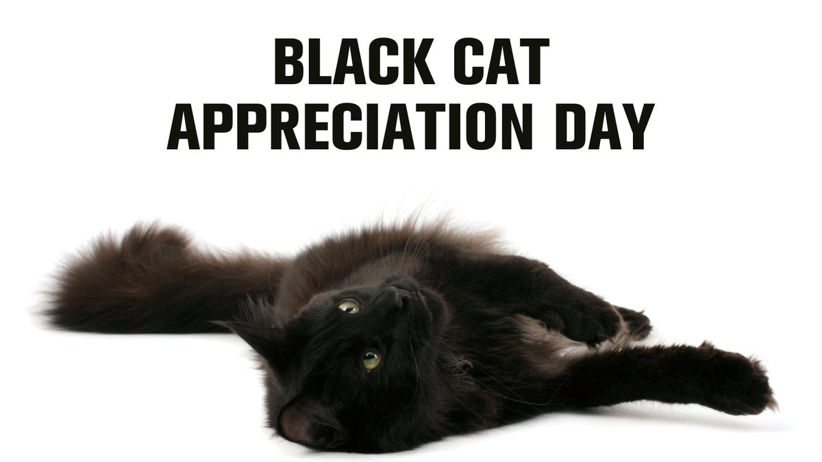 Believe it or not, black cats don't actually bring you bad luck! In some cultures they are worshipped and in other cultures it's said they bring romance or prosperity. Let's appreciate these beautiful, sleek creatures and show them some extra love today. 🖤