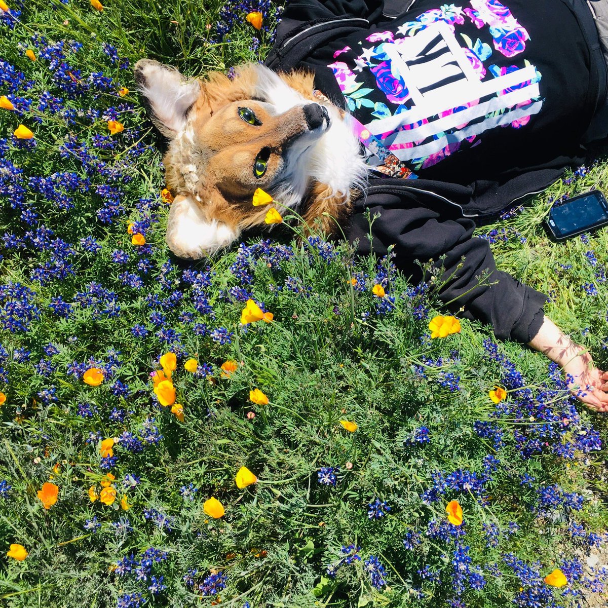 Cosmodacoyote's tweet photo. @CheetahObscura @Reo_GrayFox @cryptodawg https://t.co/raLHpOvZYj