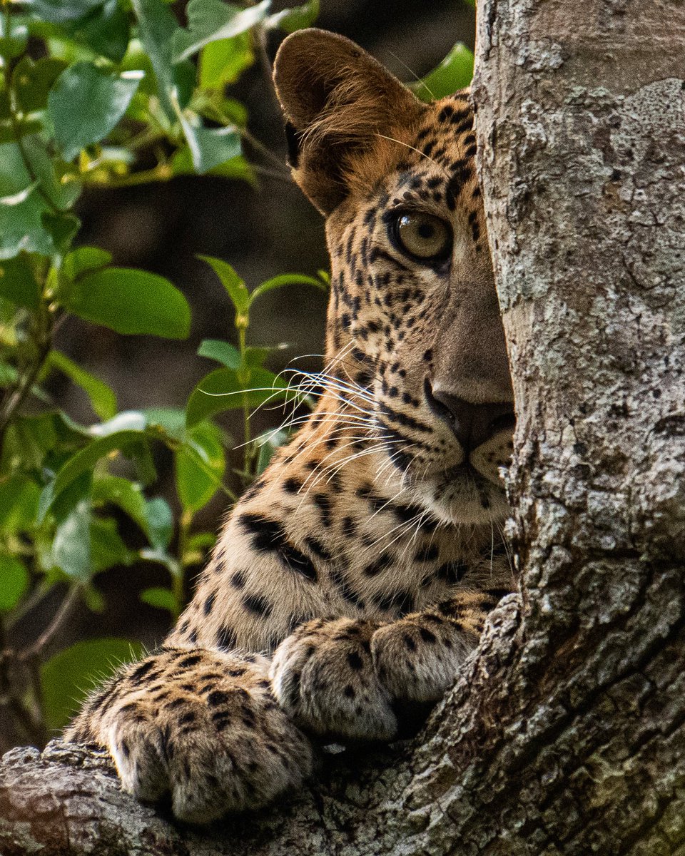 dhanushkadole's tweet photo. Noticed this being reposted and getting more engagement than the original in my insta. So thought of posting it myself in twitter. https://t.co/oRGnFZVSiG 
#leopard #cat #wild #wildlife #photography #lka #SriLanka https://t.co/YhqKIkCrCD
