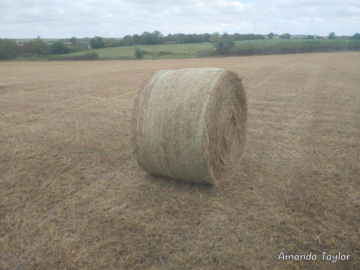 AmandaT1986's tweet photo. Any one else see a bale like this and immediately think, "why am I being punished"?
.
.
Yes, he put that one in the barn for me to feed. #misadventureswithamanda #hay2022 #twinetied #netwrap https://t.co/WGZV0txi0h