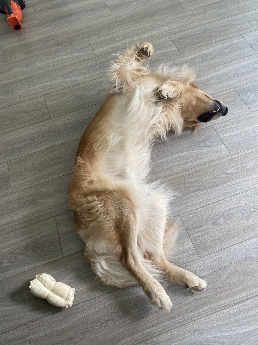 JordanTrader's tweet image. The market hasn’t rolled over but my dog has. He’s way easier to understand 🤷🏻‍♂️