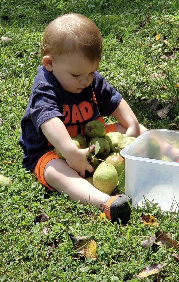 Amanda_Face101's tweet photo. Beautiful day for picking pears with my little sugar cookie 🥰 https://t.co/jLYPyxTC4K