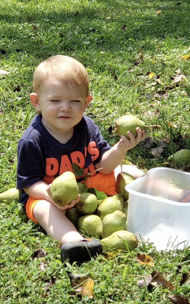 Amanda_Face101's tweet photo. Beautiful day for picking pears with my little sugar cookie 🥰 https://t.co/jLYPyxTC4K