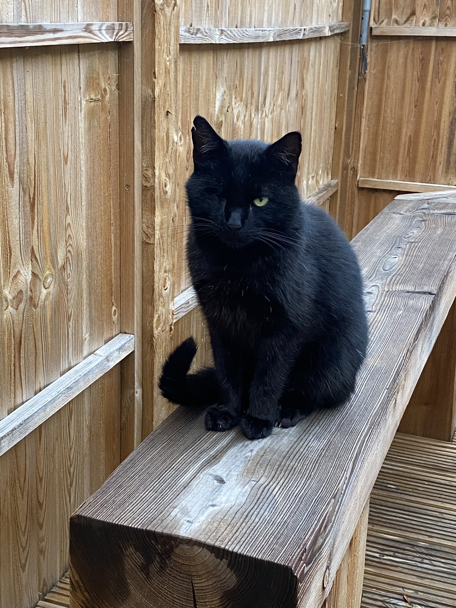 Claire Pearsall on Twitter "Happy BlackCatAppreciationDay to the