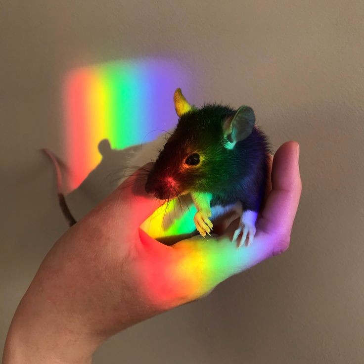 sapphosarmand's tweet photo. Klaus Hargreeves as rats
-
-
-
A thread https://t.co/LVKmVuRp43
