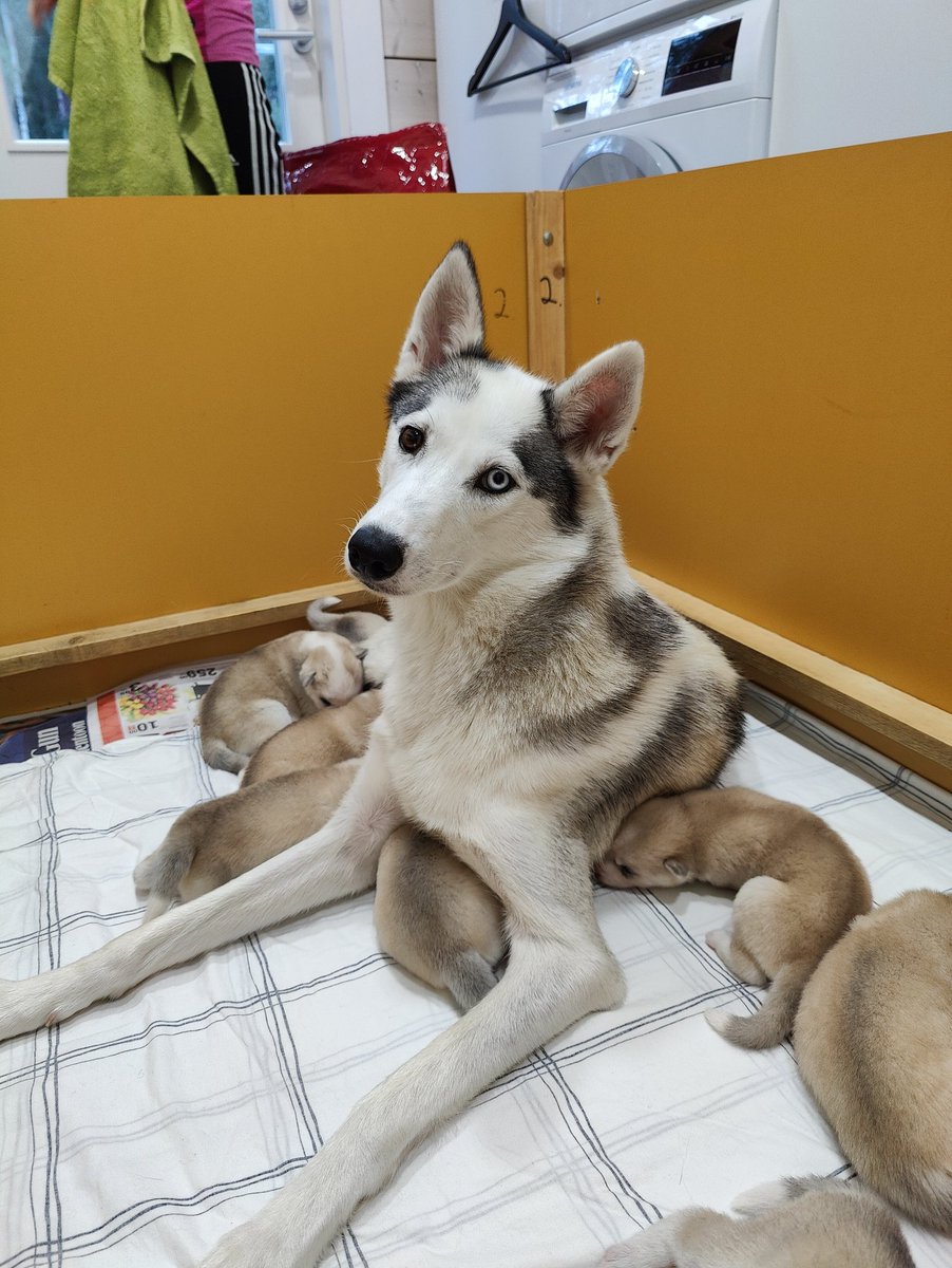 Pennut kasvavat ihan silmissä. Kovasti harjoitellaan jo kävelemään ja suurimmalla osalla silmät ovat jo auenneet. Tänään saivat ensimmäisen kerran matolääkkeen. Muutaman mielestä se oli aika pahan makuista. Näistä pitäisi jotenkin päättää ketkä jäävät kotiin.
#siberianhuskypuppy