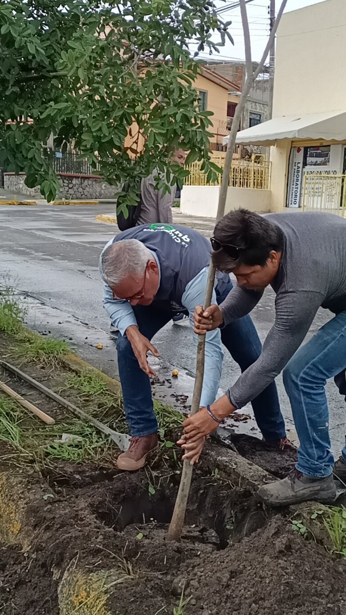 MiguelZarateH's tweet photo. Hoy tocó talacha con el equipo de Arbolado Urbano.

Atendiendo la petición de los vecinos de Jardines Alcalde, que se comprometieron a cuidar y regar cada árbol, el equipo de @arboristgdl realizó la sustitución de ejemplares por Primaveras en los camellones de la colonia. https://t.co/xxXnA1SzYP