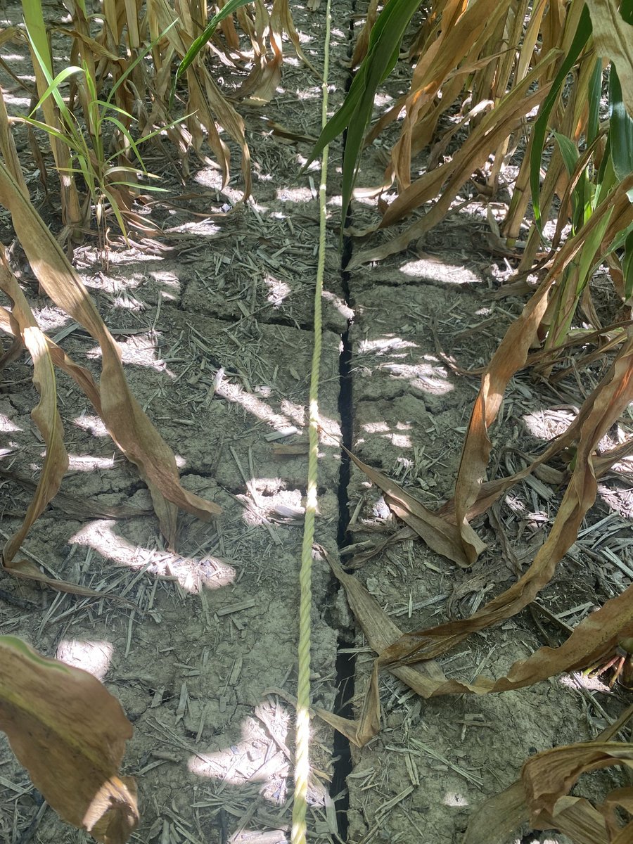 BradNicholson4's tweet photo. Sometimes you can do everything right but if the rains don’t come you can’t do anything about it. Thats the case with this field in south lambton. #onyield22 https://t.co/Lpt0Z3dAdS