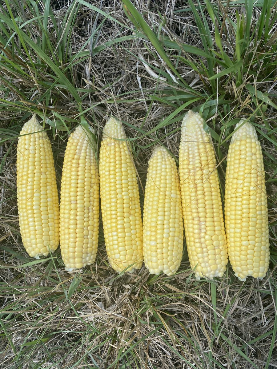 Sometimes you can do everything right but if the rains don’t come you can’t do anything about it. Thats the case with this field in south lambton. #onyield22