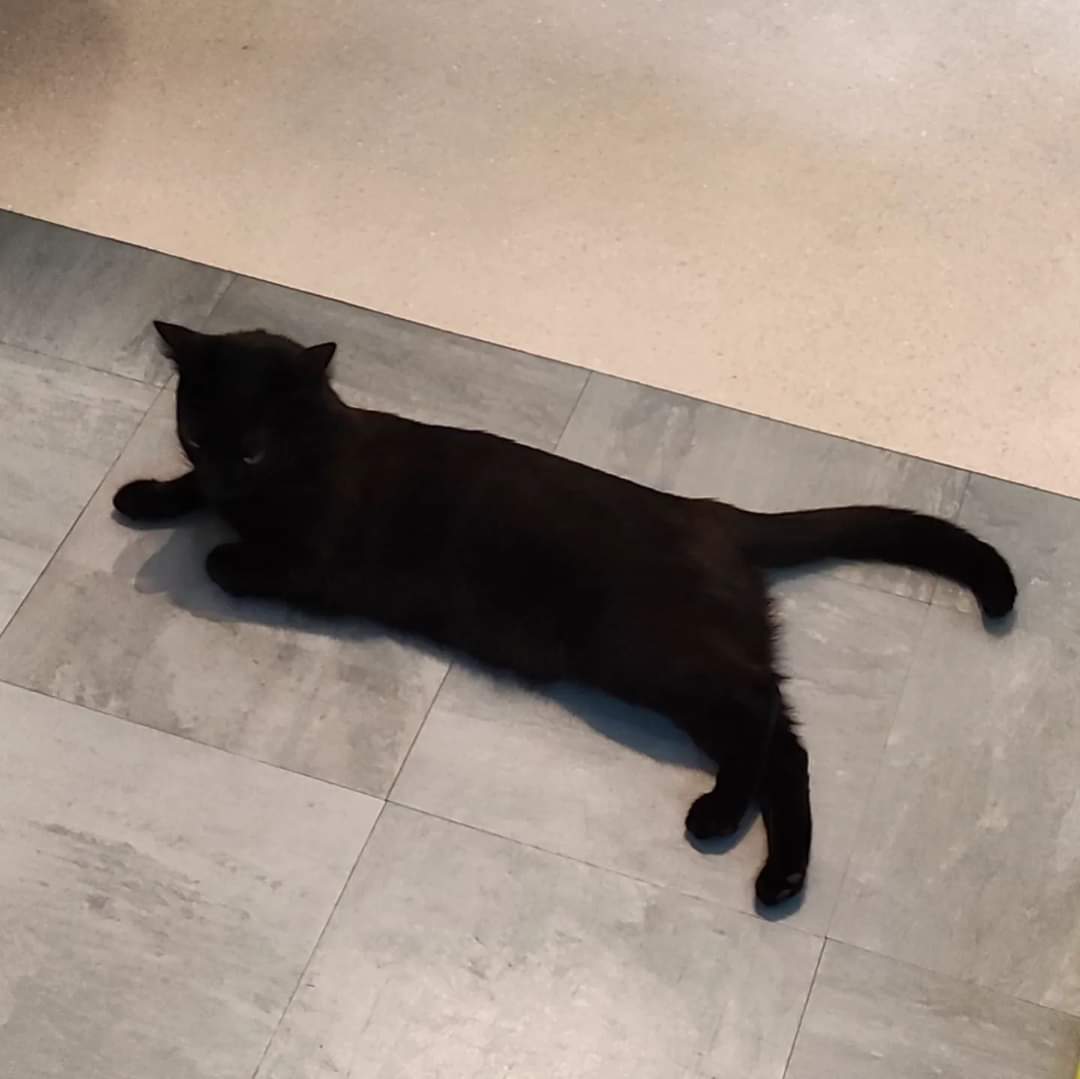 realFraudAssist's tweet photo. Apparently today is #blackcatappreciationday 

Neo doesn't much care but she does appreciate being back home after adventures in Italy &amp; France https://t.co/pYugynZuD8