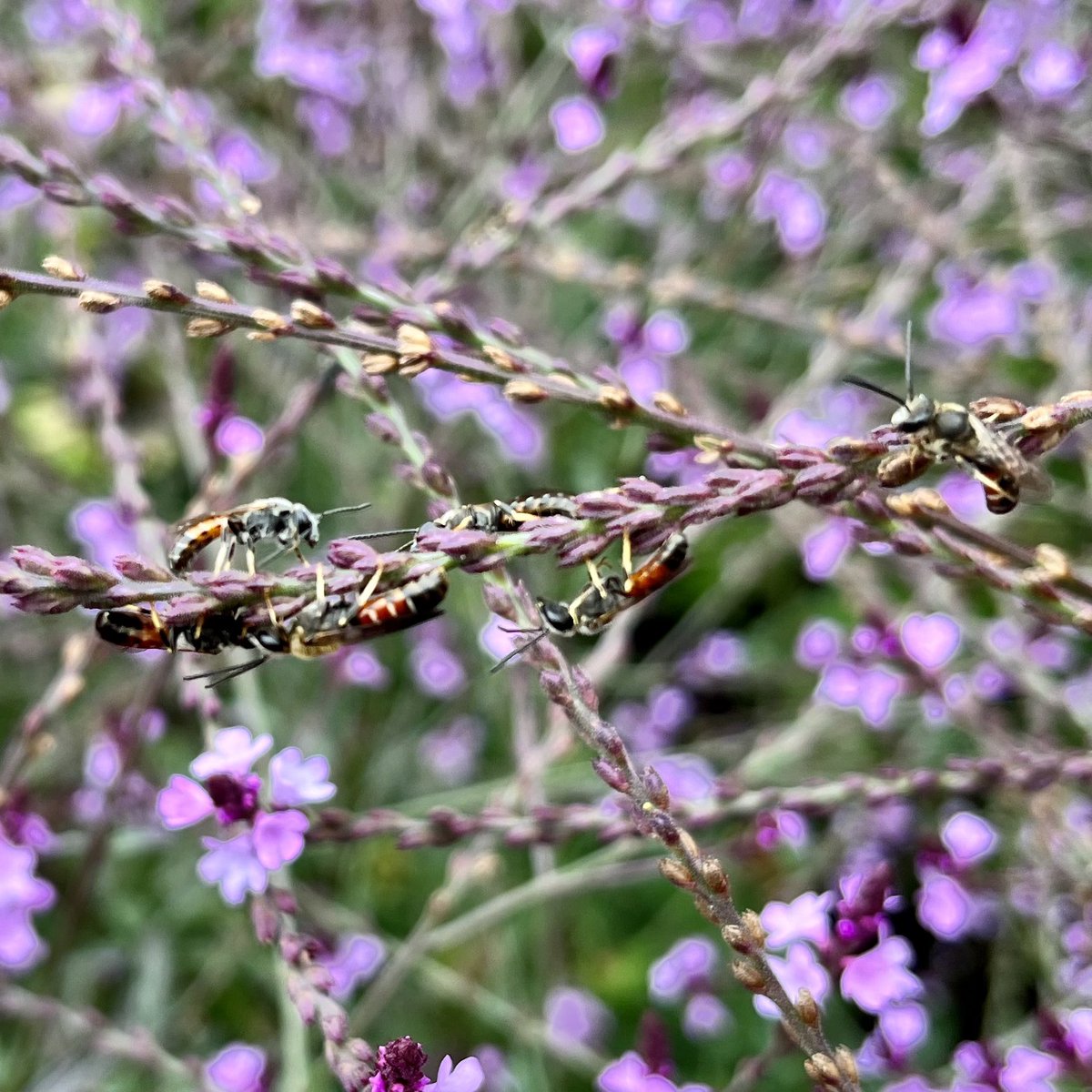 peterpeatfree's tweet photo. Hundreds of these Common Furrow #Bees on the Verbena โBamptonโ this evening. Used @StevenFalk1 Flickr guide to #BeeID https://t.co/4jJAJT1fLh https://t.co/XTNbD7QtNN