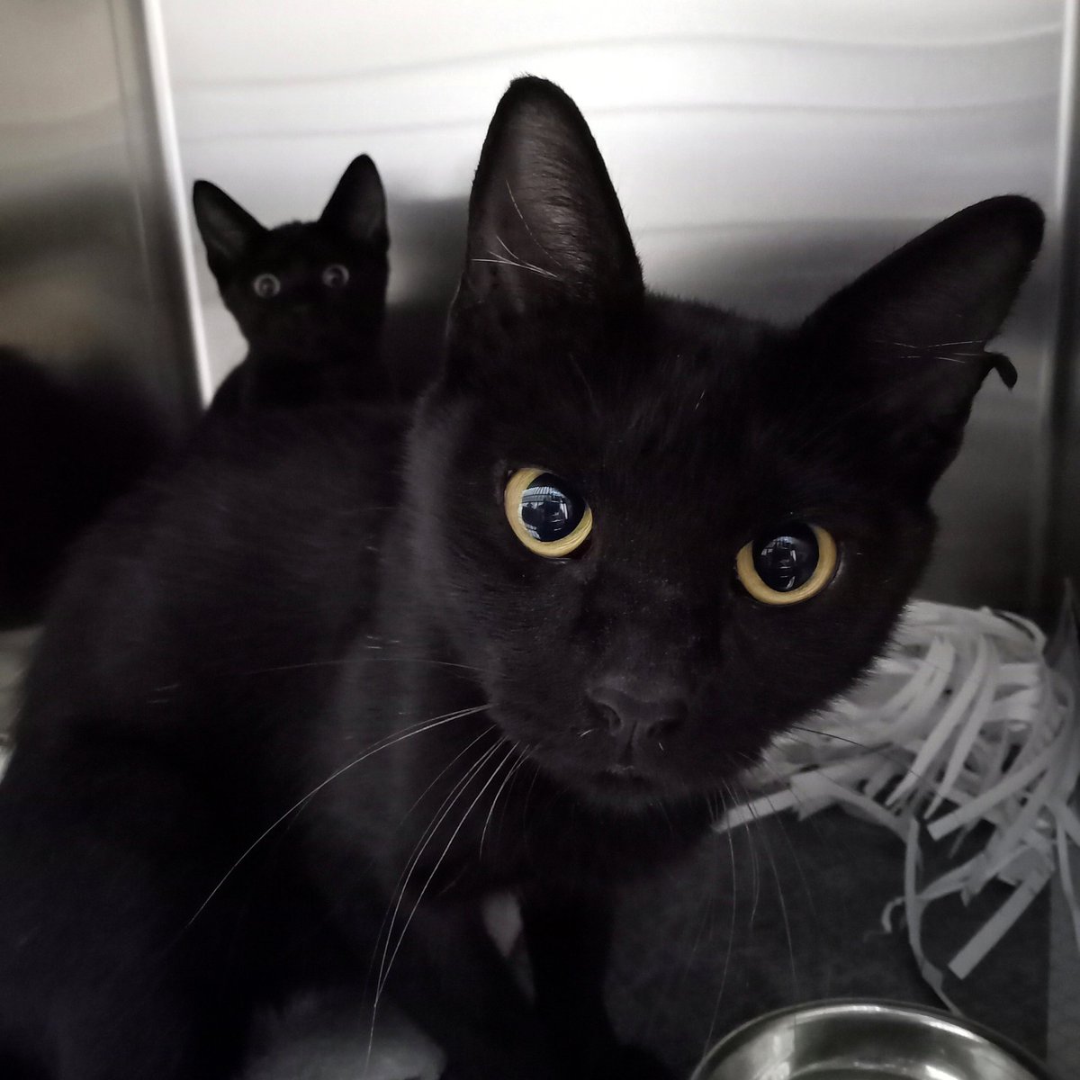MS_SPAN's tweet photo. Tripod and Millie wish you a very happy Black Cat Appreciation Day! 

 #blackcatappreciationday #spayandneuter #blackcats https://t.co/HlhsdFDD7V