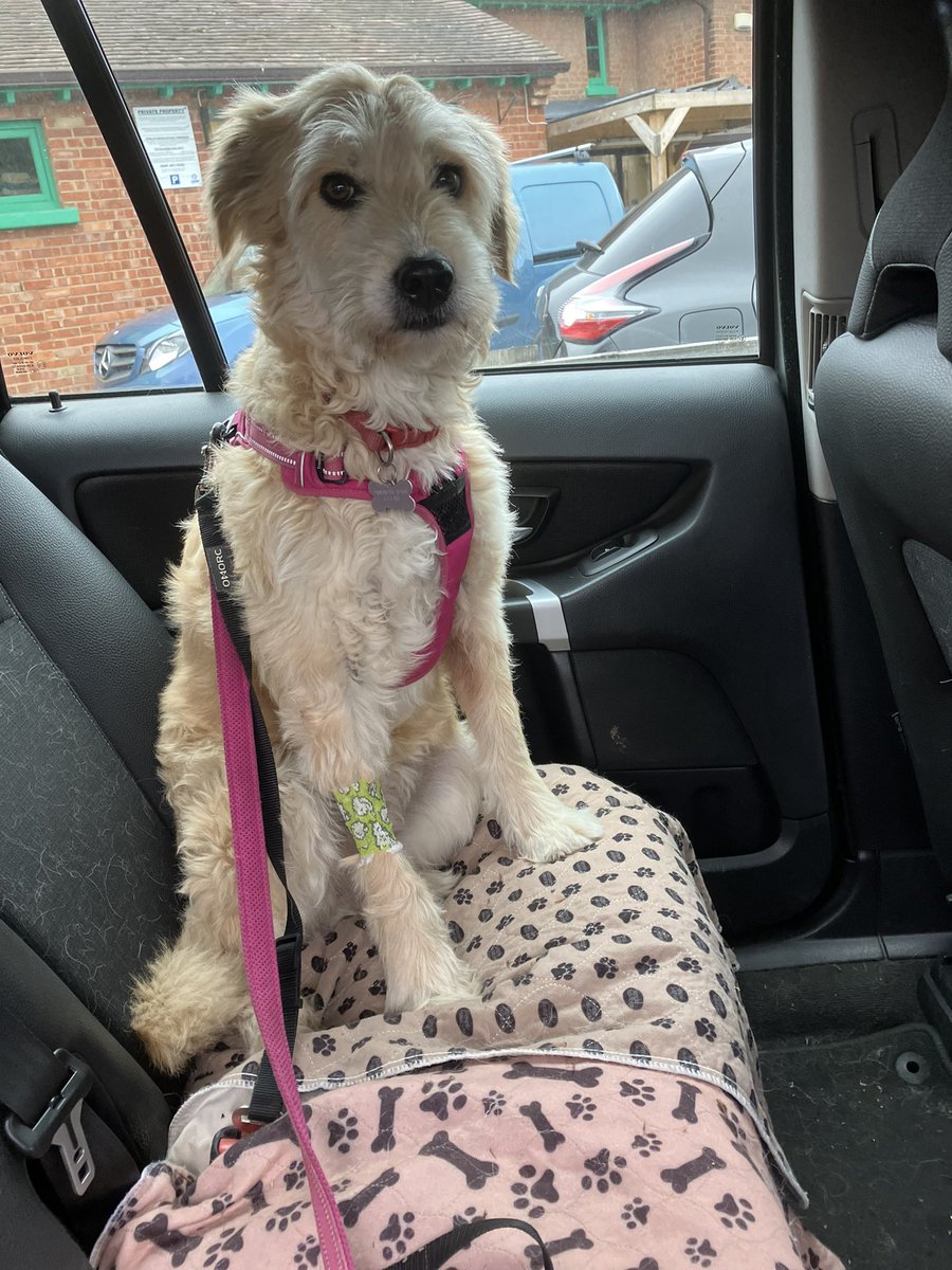 So Lola has had a trial off Chemo but had to re-start it today as she was starting to show signs of relapse .

Such a brave girl ❤️

#meningoencephalitis <a href="/siriusanimalre1/">Sirius Animal Rescue</a> @evermoredogrescue