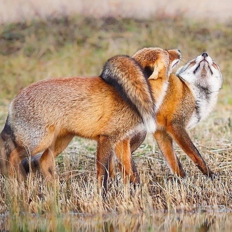 fox_lover_life's tweet photo. A little father and son time.
#fox #redfox #foxesofinstagram #arcticfox #foxred #wildfox #babyfox #vulpesvulpes #fennecfox #foxlife #foxlovers #cutefox #photofox #foxdrawing #vulpes #foxplay #foxlover #articfox #foxfurcoat #snowfox #foxs #foxes_club #clevyrthystle https://t.co/dfXPx3hVjM
