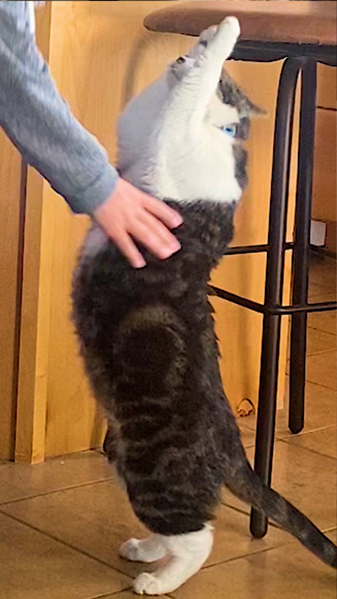 CUTE CAT THE DODO visual data 8