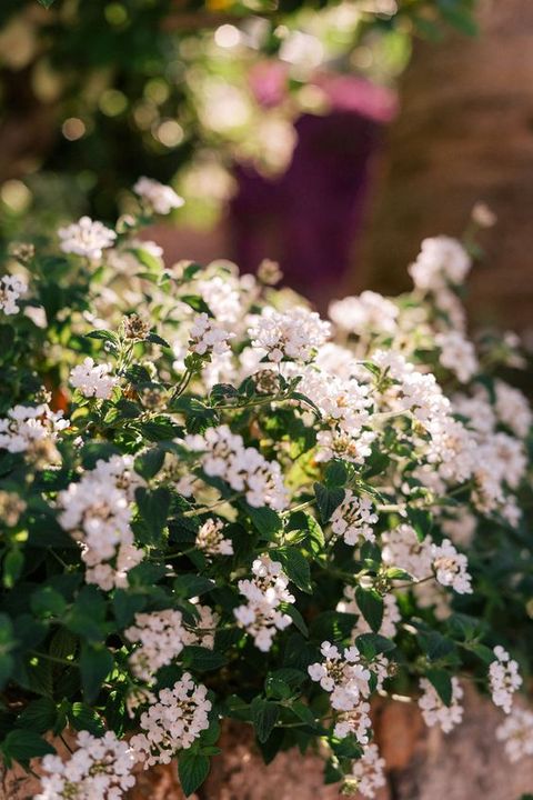 BloomableShop's tweet image. 