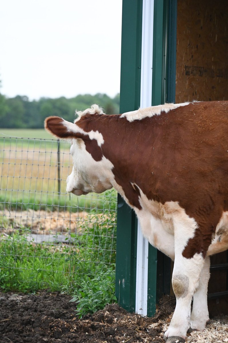 Farmaste Sanctuary tweet media