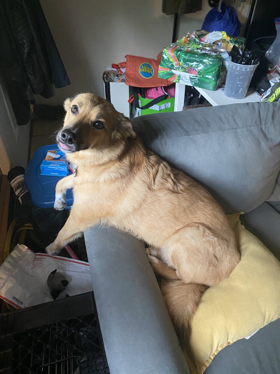 hamletTdog's tweet photo. feeling…. Silly https://t.co/AWYHNZSvZi