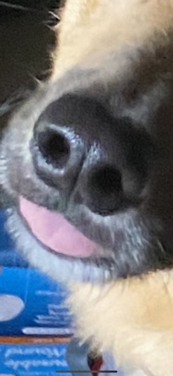 hamletTdog's tweet photo. feeling…. Silly https://t.co/AWYHNZSvZi