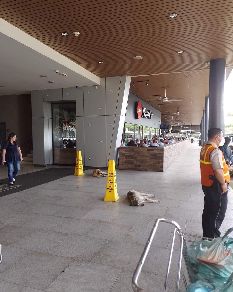 OtmaroGiron's tweet photo. Vigilante del Centro Comercial @MetrocentroSV Santa Ana, pone conos a los perritos que están dormidos, para que la gente pase con precaución y no los molesten mientras descansan. 👏👏

 #respect #fe #humanidad https://t.co/WG4fOpAkVG