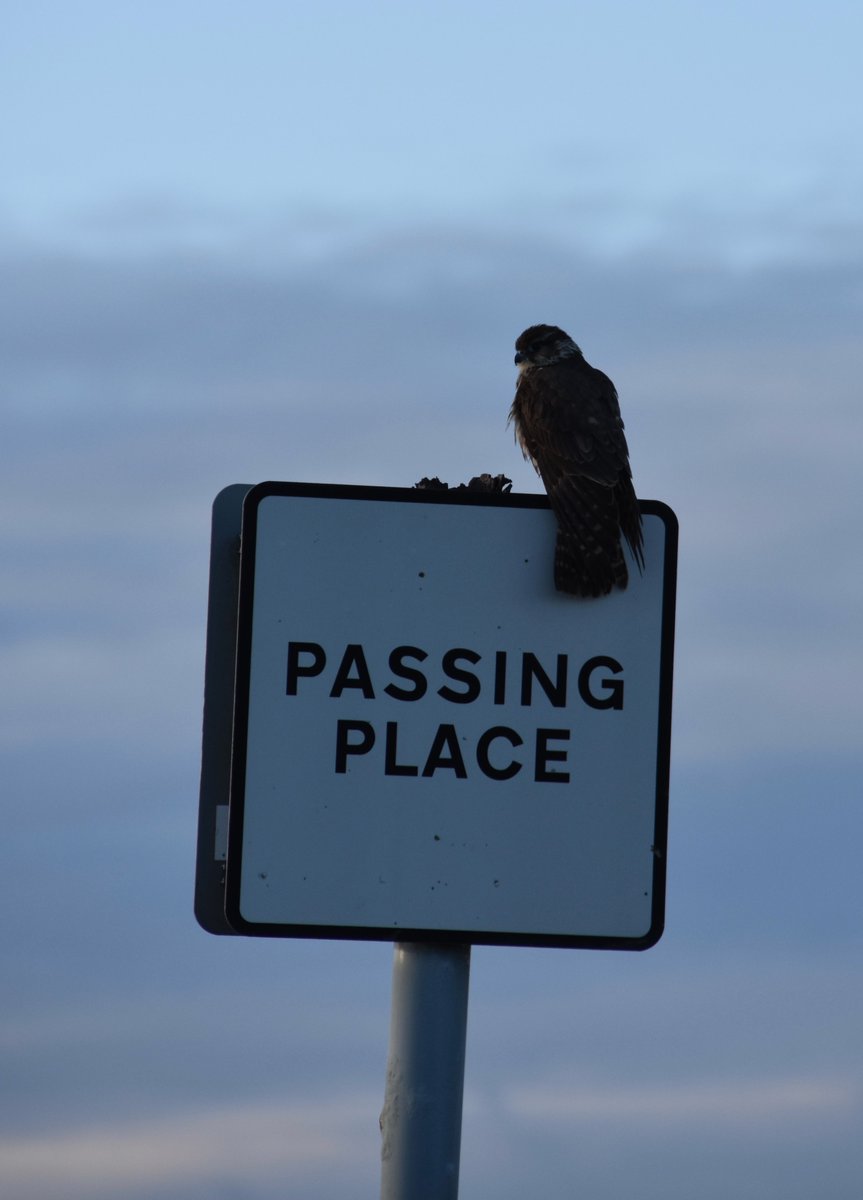isleofsouthuist's tweet photo. A female Merlin on a passing place sign, South Uist.
Pic by Shona MacLellan.
#southuist #uist #hebrides #visituist #visithebrides #visitscotland #merlin #birdwatching #seeuistsoon #scotspirit #scotlandisnow #wildlife #birdslover https://t.co/QLNqp46pVl