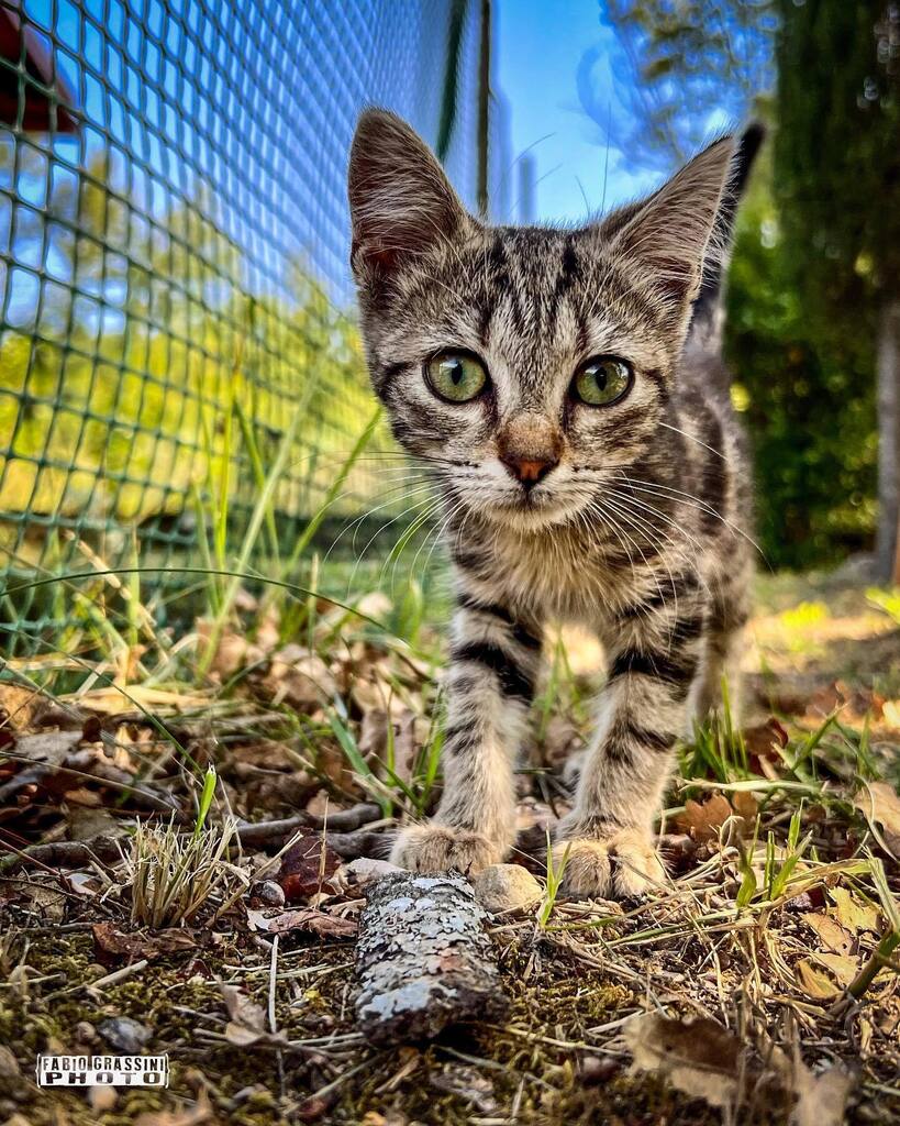Tigre abruzzese

🐈 #cat #mycat #catsofinstagram #catstagram #cats #pet #kitty #gatto #meow #instacat #injured #instagood #catoftheday #catlovers #abruzzo #valleroveto #castronovo #marsica #italy #summer #natura #abruzzolovers #naturelovers #nature # … instagr.am/p/ChXugVQrfx1/