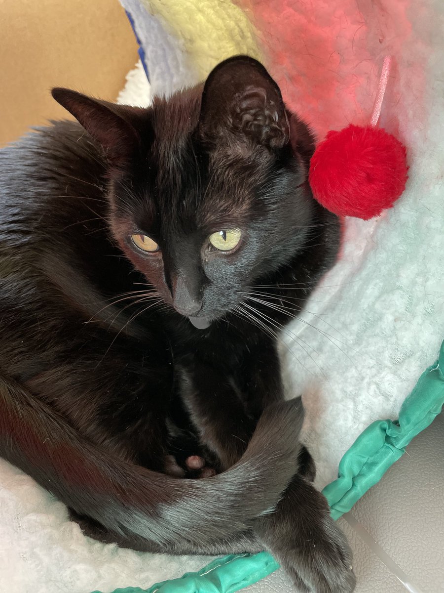 ETStrickland's tweet photo. #BlackCatAppreciationDay, Thank you Buddy Boy for being a good boy. https://t.co/YmwKmbojTY