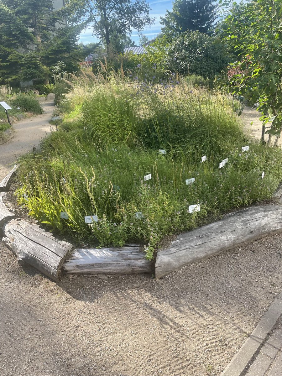 Viron puutarhamatkalla näin paljon lahopuureunuksia. #luonnonmonimuotoisuus