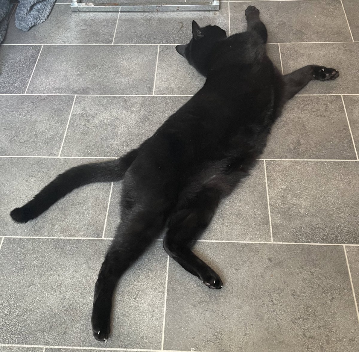 sam_atherton's tweet photo. @AldiUK Here’s Leo trying to cool down in that hot weather 🥺 https://t.co/ahO1j7dBsc