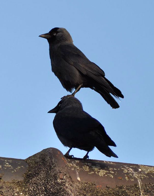 DailyCorvids's tweet image. 👏STACK👏THEM