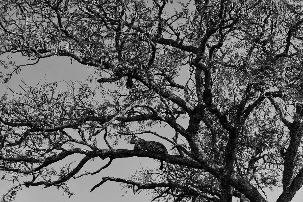 LaavaRoyal's tweet image. “…Africa for the Africans…”

- The Right Honourable Marcus Mosiah Garvey

📷 @laavaroyal 

#marcusgarvey #panafrican #panafricanist #panafricancouncil #africa #afrika #tanzania #africanunion #ancestors #jamaican #jamaicanhistory #blackstarline #laavaroyal #stolenfromafrica