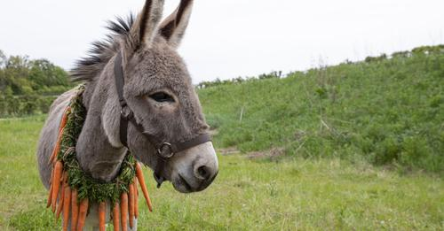 .<a href="/filmswelike/">filmswelike</a> just picked up EO which is bringing some foreign ass to #TIFF22. I missed this at #Cannes2022, cannot wait to see it!