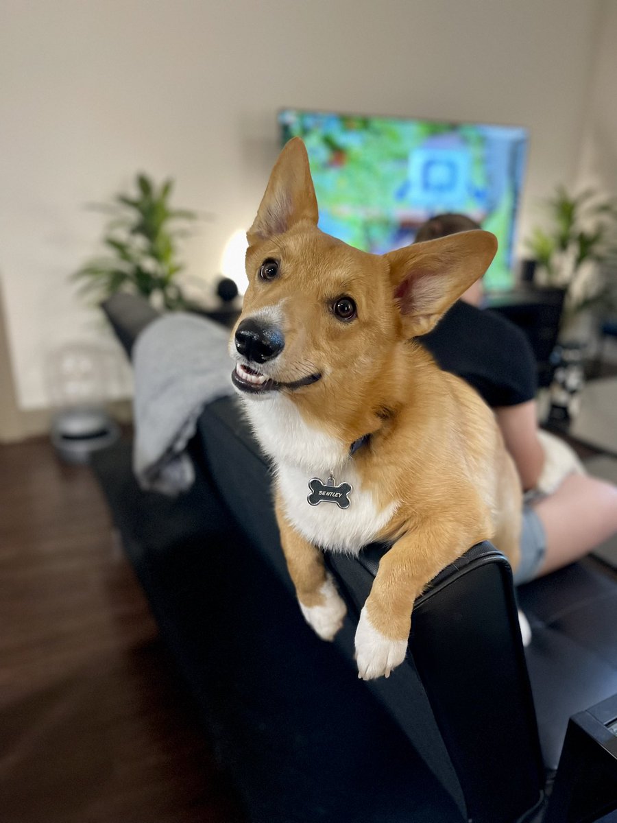 brittyvengeance's tweet photo. Bentley. That’s it. That’s the tweet. 🐶💙 https://t.co/1PKzBYJnoN