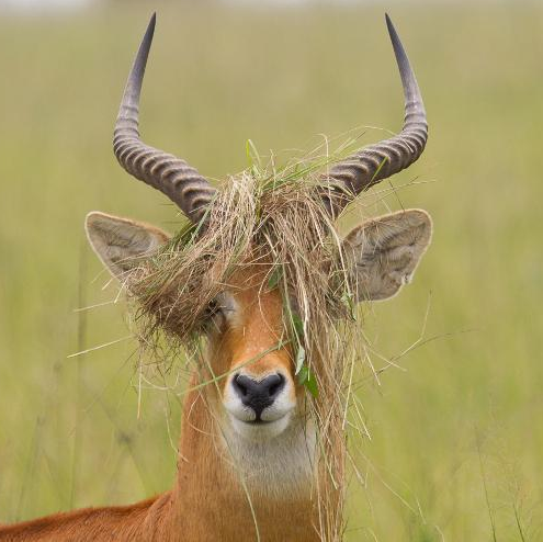 Caption this.

If you like/retweet and comment I'll pick a winner and give out some $EOS. F it. 

@antelopio