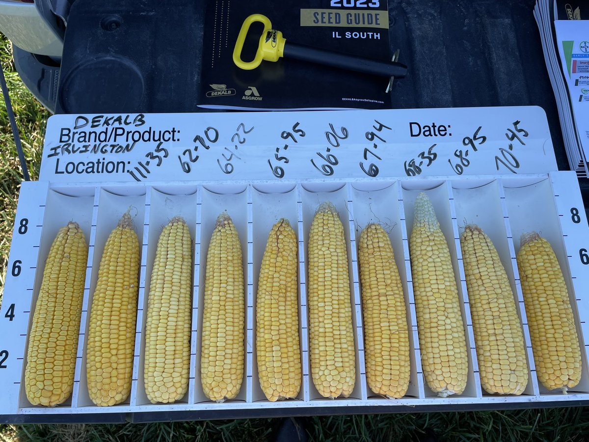 jw_schneid's tweet photo. Can you have a field day without a 🌽 board? Impressed with the pollination given the lack of water. Deep and consistent lineup for @DKAS_SIL #Hitchpin @Asgrow_DEKALB https://t.co/ymqadYfYrv