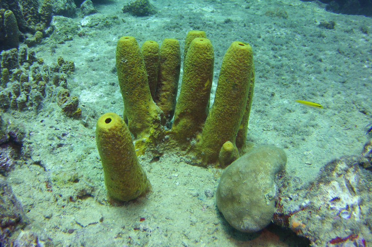 MLRProject's tweet image. DYK? Sponges sneeze! 👃 Sea sponges can expel mucus to unclog their internal filter systems that they use to capture nutrients from the water.