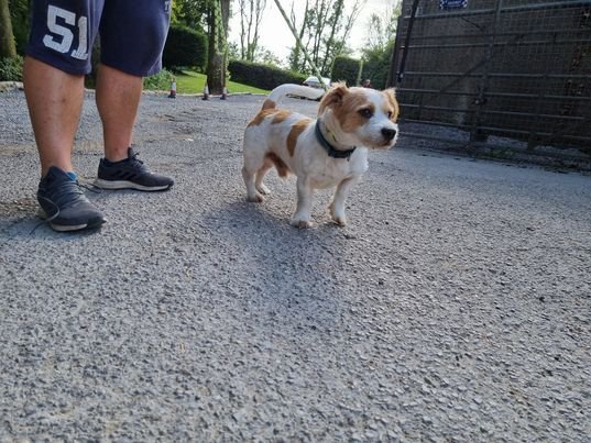 The_Animal_Team's tweet photo. #Male #Terrier #Found in #Tonteg #SouthWales currently doing his 7 days at Hope Rescue, #Llanharan. If this is your #dog, please call the Centre on 01443 226659. Proof of ownership will be required & charges will apply. https://t.co/Y6F08rSUEa #dogsoftwitter #StrayDog #Wales https://t.co/zv7fui9DDR