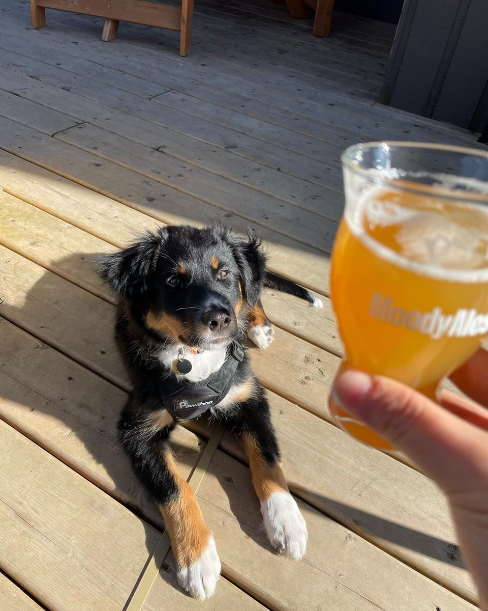 MoodyAles's tweet photo. We go together like dogs and a patio.
Photos: heyriley.yvr, @jadeteigen, littleluna.thedachshund, @impulsesport https://t.co/7JpHSzki8Q
