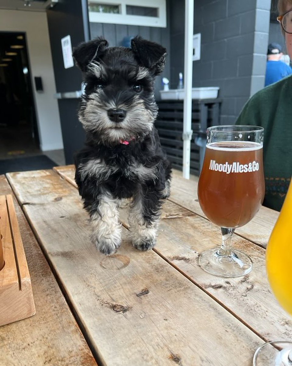 MoodyAles's tweet photo. We go together like dogs and a patio.
Photos: heyriley.yvr, @jadeteigen, littleluna.thedachshund, @impulsesport https://t.co/7JpHSzki8Q