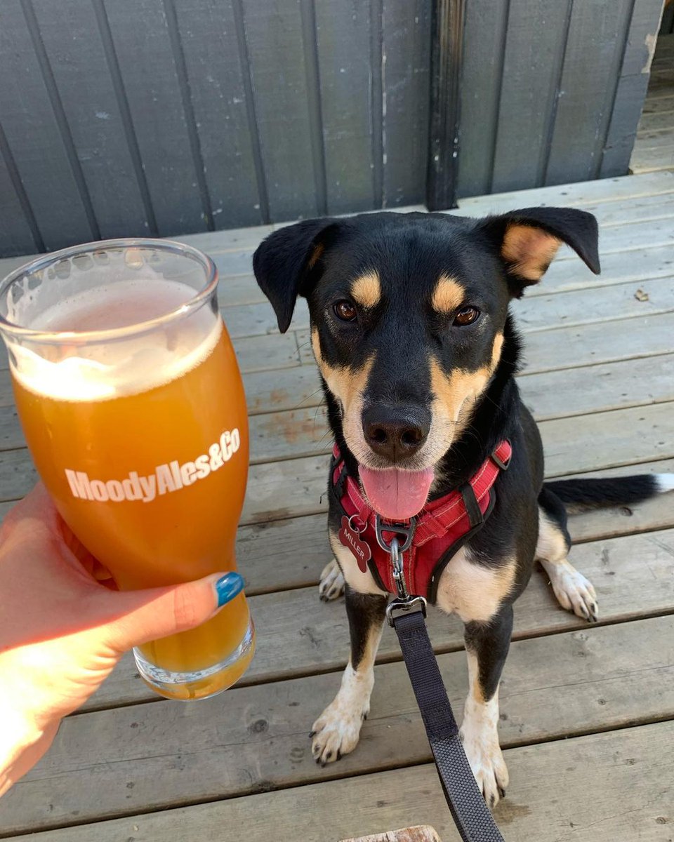 We go together like dogs and a patio.
Photos: heyriley.yvr, @jadeteigen, littleluna.thedachshund, <a href="/impulsesport/">Impulse Sport Therapeutics</a>