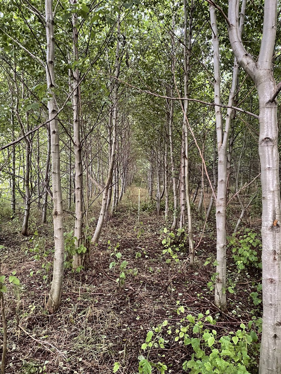 Ute på visning av försöksodling med bästa SBOt Norra skog. Spännande att se utveckling av olika trädslag och hur tillväxt påverkas. #skog #norraskog #gillaskog #örnsköldsvik