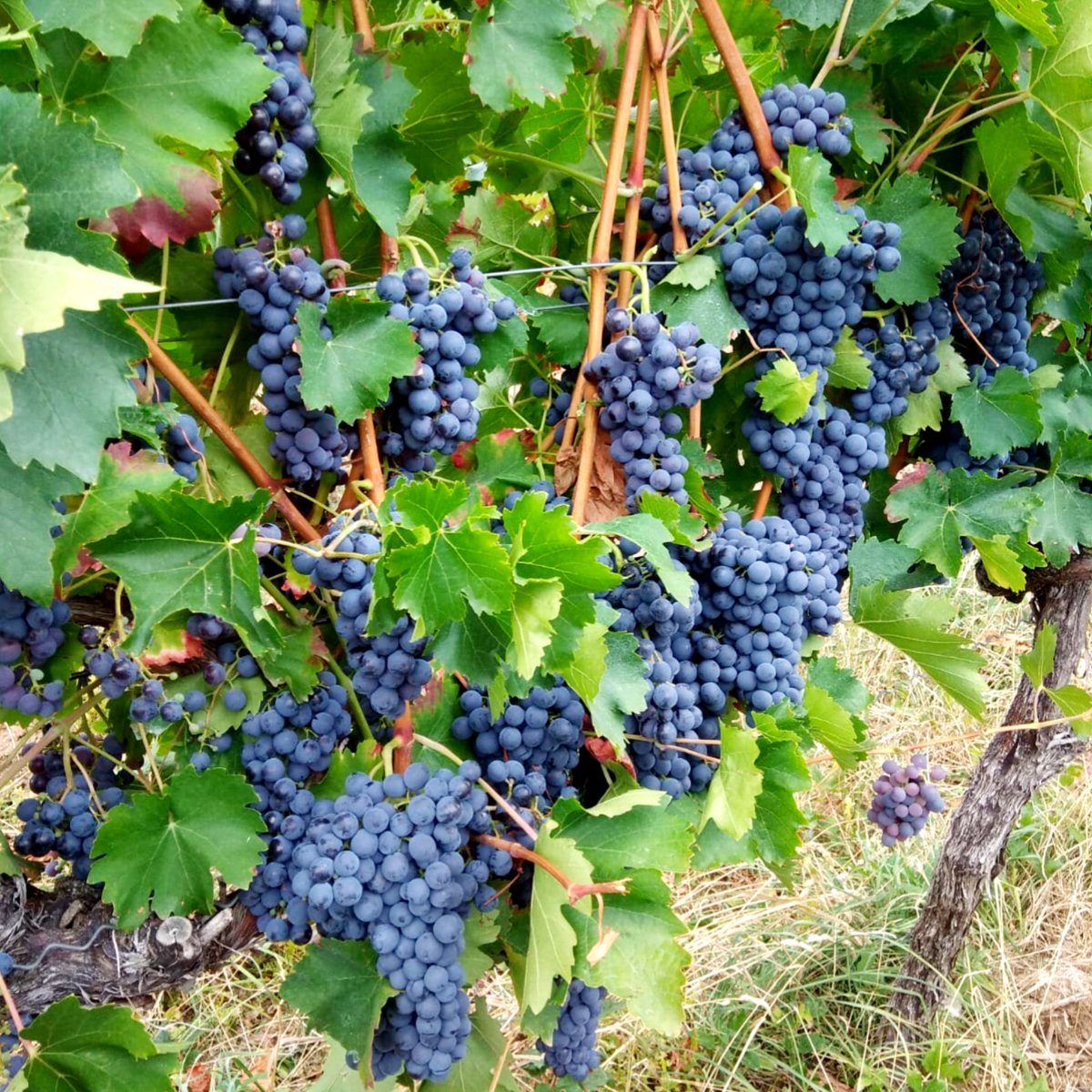 viaeberle's tweet photo. #TRAUBEN!!! 😍❤️🍇
#ViaEberle #Vinothek #Gästezimmer #Pension #Grünstadt #RheinlandPfalz #Pfalz #Deutschland #Germany #Grapes #Wein #Wine #Weinfeld #Weinfelder #Vineyard #Vineyards #Weintrauben #Weinblätter #Weinrebe #Weinreben #Weinberg #Weinberge #Wingert #Natur #Nature https://t.co/fwnva77ebU