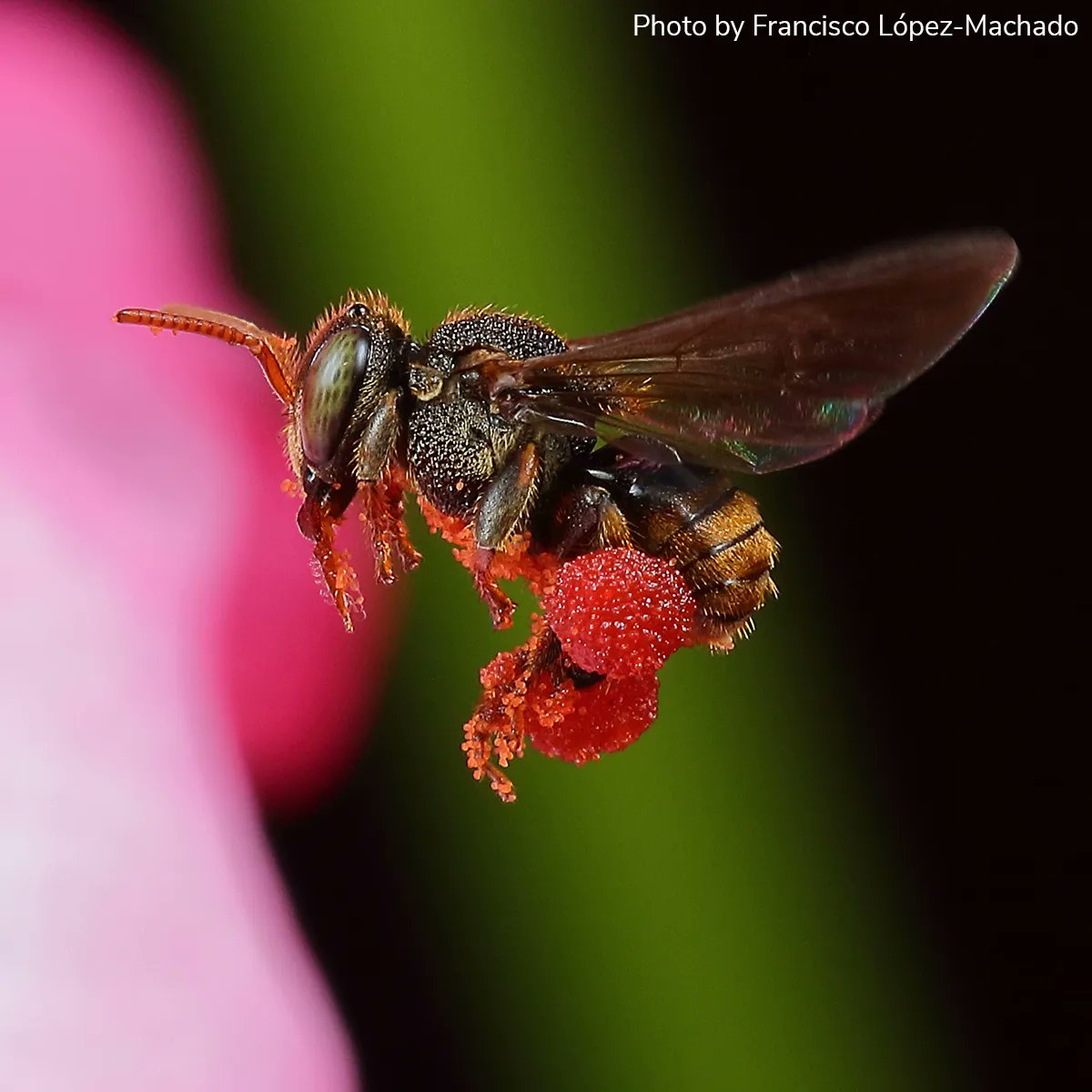 Entomological Society of America (@entsocamerica) on Twitter photo Arthropod Photo of the Week: August 17, 2022
Stingless bee
Scaptotrigona sp.
Hymenoptera: Apidae
Cali, Colombia
By Francisco López-Machado (<a href="/FLM_1968/">Francisco López-Machado</a>)
#arthropodPOTW Arthropod Photo of the Week: August 17, 2022
Stingless bee
Scaptotrigona sp.
Hymenoptera: Apidae
Cali, Colombia
By Francisco López-Machado (<a href="/FLM_1968/">Francisco López-Machado</a>)
#arthropodPOTW