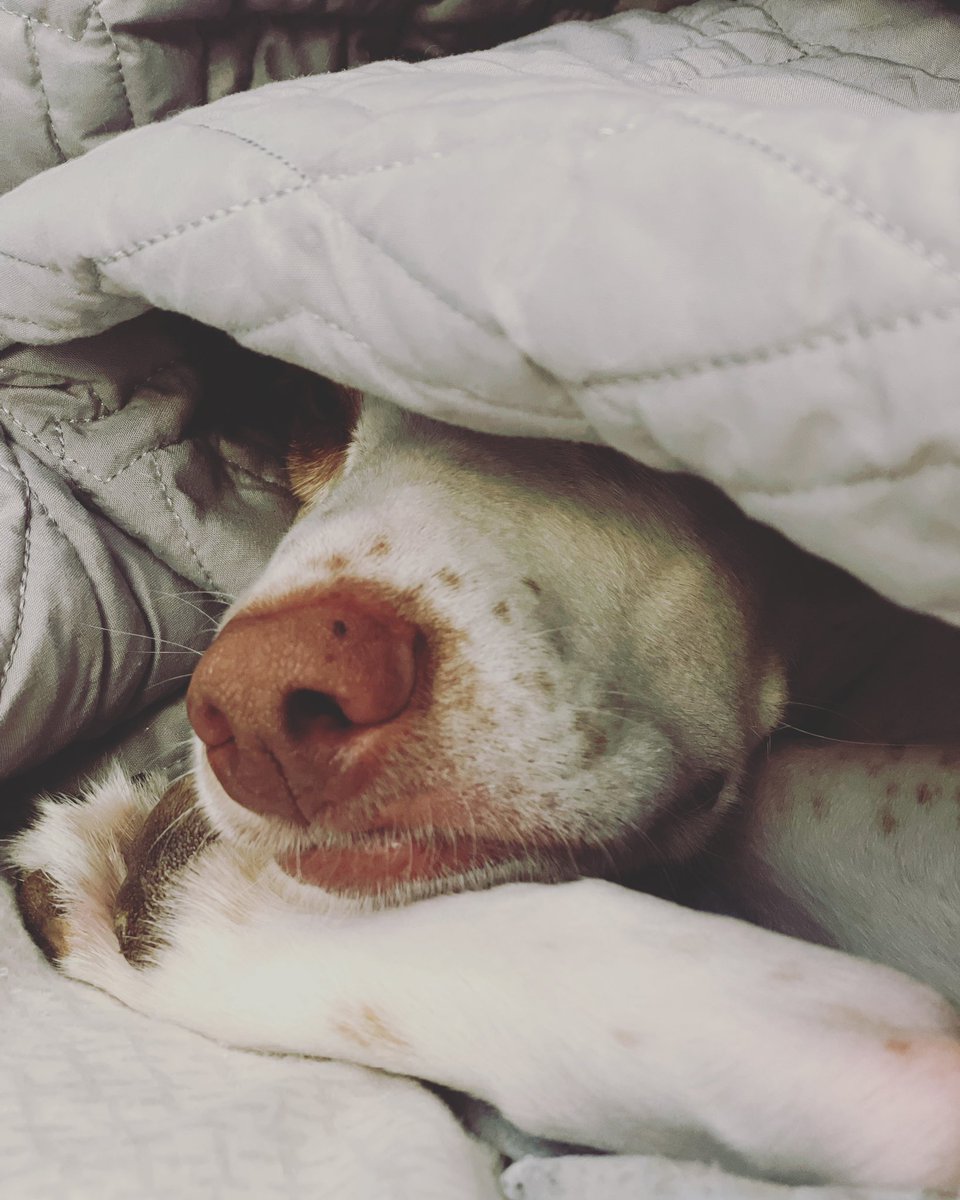 BoringOldRach's tweet photo. I think Rogue has the best lookout on life. Taking it easy, and keeping it real!
#roguelife
#thisdog https://t.co/L59eV3wzQw