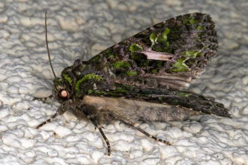 Daily Moths (@moths_daily) on Twitter photo 