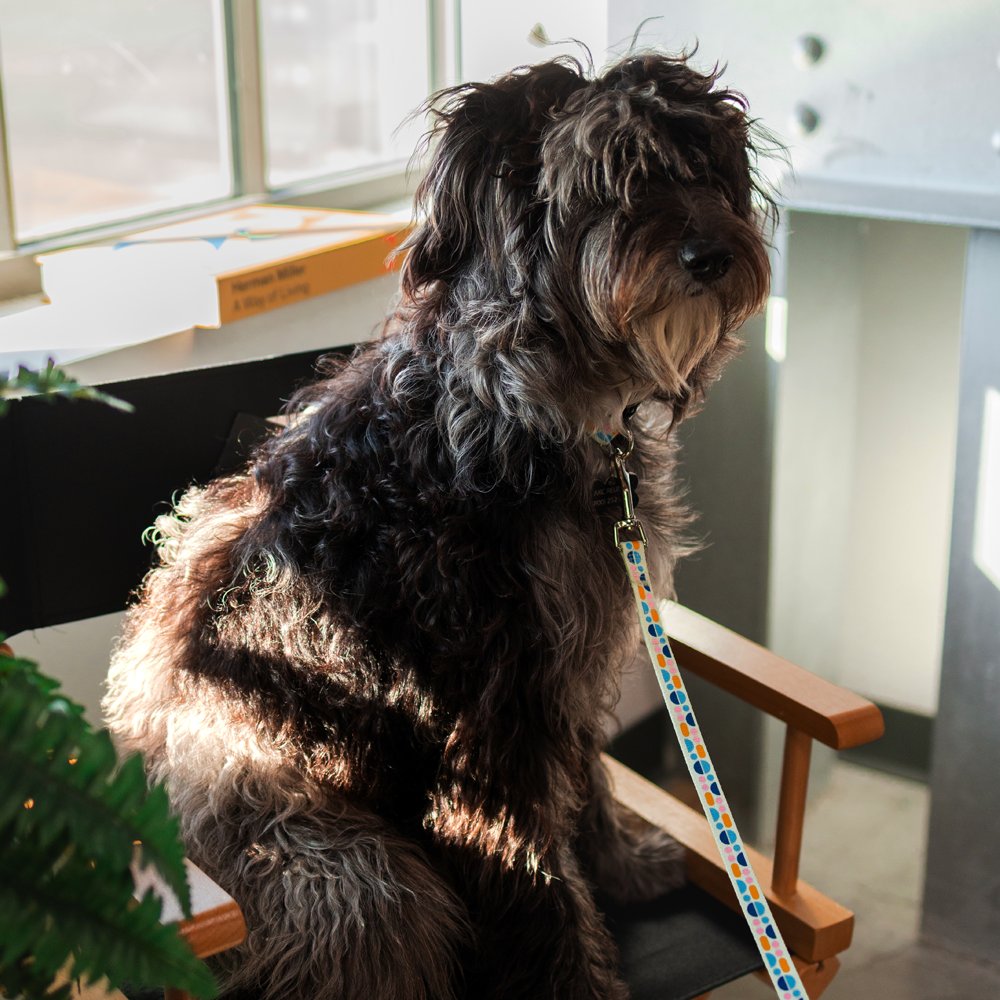 MKBHD's tweet photo. There are now 4 studio dogs (all with new Studio leashes and collars) so now I have no reason to get a dog of my own. I get all the benefits but none of the responsibility 😅

https://t.co/rRLGtsdN7D https://t.co/qkQXurdHyA