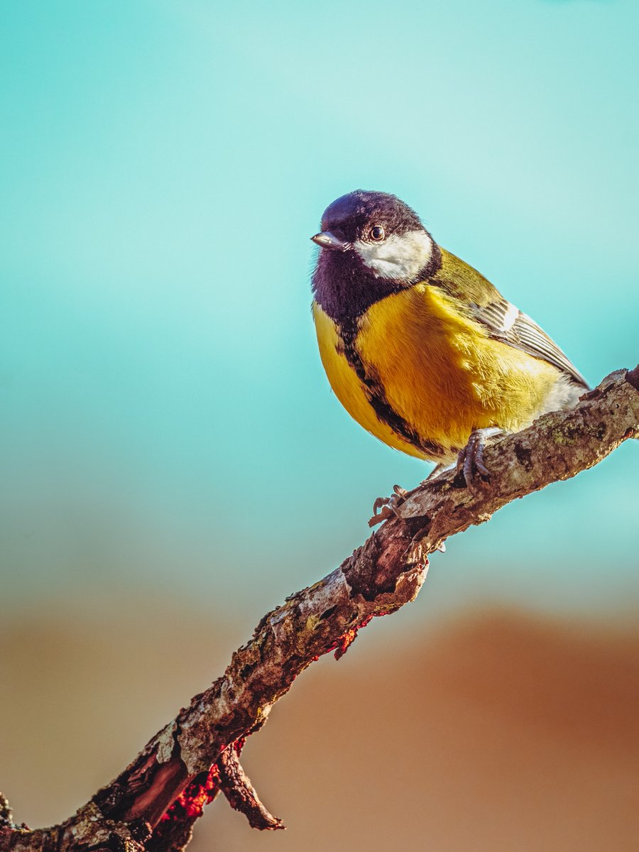 Kim Ågran tweet media