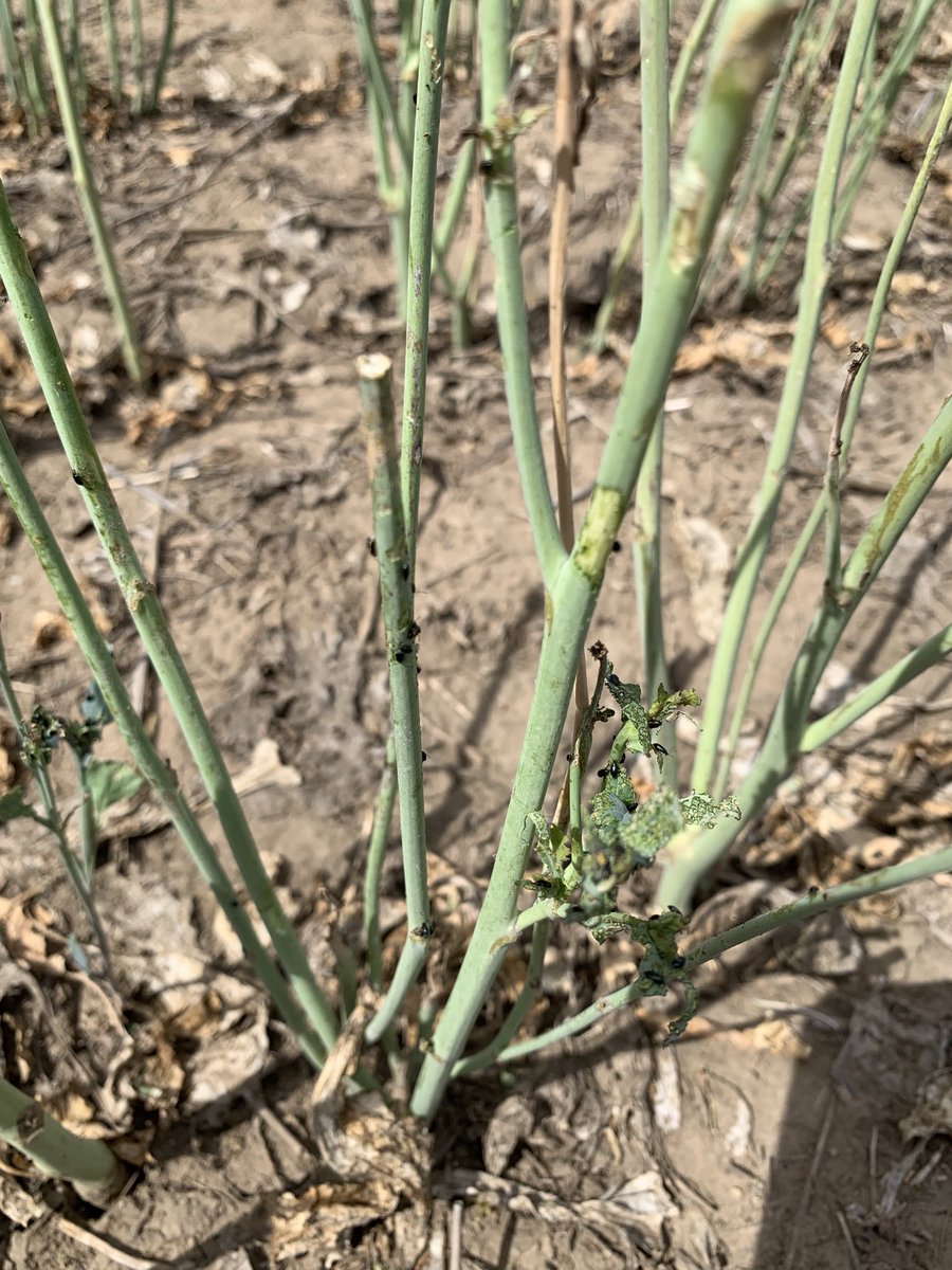 Have to get this crop off first, BUT, heads up already for next year. DeKalb seed, got you covered with BUTEO Start ⁦<a href="/Bayer4CropsCA/">Crop Science Canada</a>⁩ ⁦<a href="/DEKALB_Canada/">DEKALB Canada</a>⁩